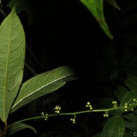 Semecarpus acuminatus Thwaites